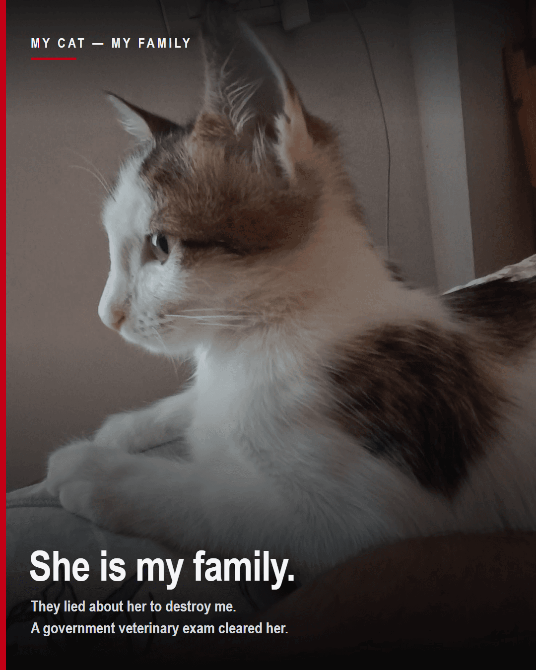The pet at the centre of a false allegation — examined at a government veterinary hospital, which found no abuse.